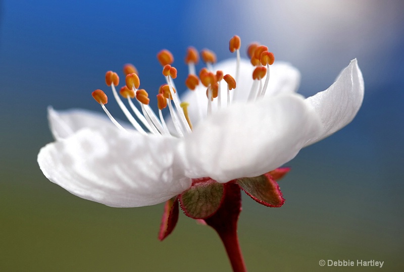 blossom - ID: 12121454 © Debbie Hartley
