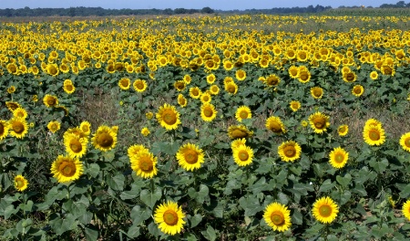 Sunflowers Galore!