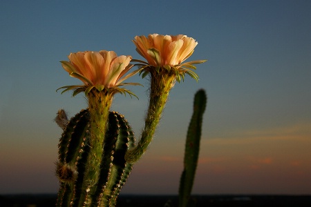 Nightblooming Cactus #2