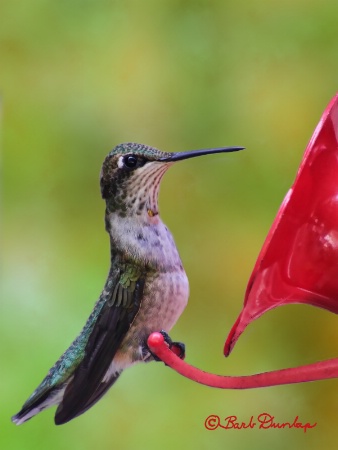 Young Male Hummer