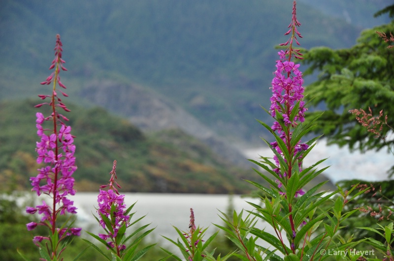 Flowers at Mendenhall Crater- Juneau, AK - ID: 12122718 © Larry Heyert