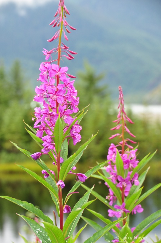 Flowers at Mendenhall Crater- Juneau, AK - ID: 12122722 © Larry Heyert