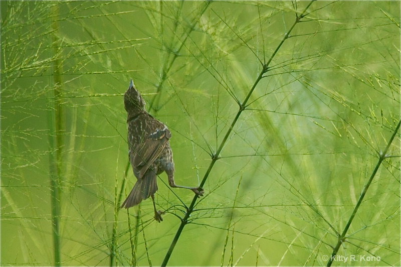 Female Redwing Grabbing the Rice