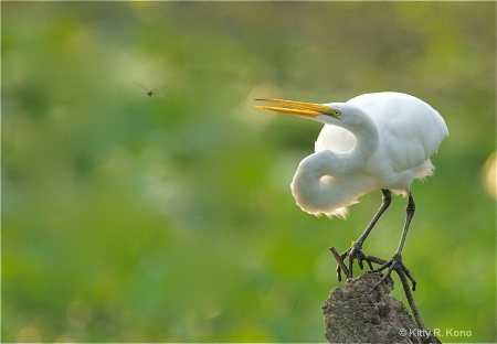 The Egret and the Dragonfly