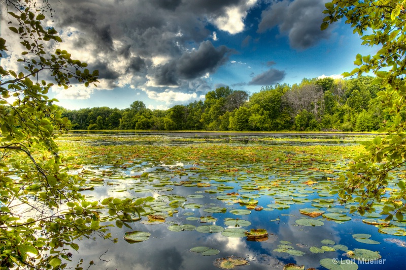 Lily Pad Pond - HDR