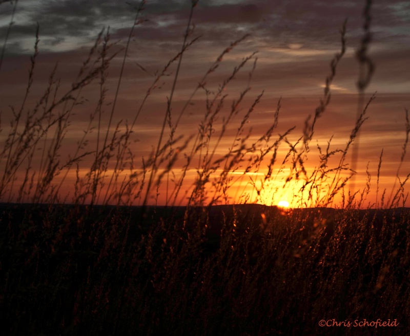 glitter off the sunset through the reeds