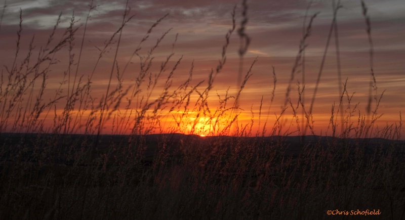 sunset through the reeds