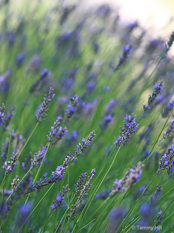 Lavender of Provence