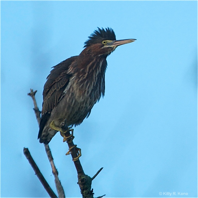 Green Heron with Top Notch and Long Winding Legs