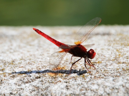 A red dragon fly