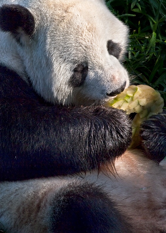 Panda with Popsicle - ID: 12130220 © Chris Budny