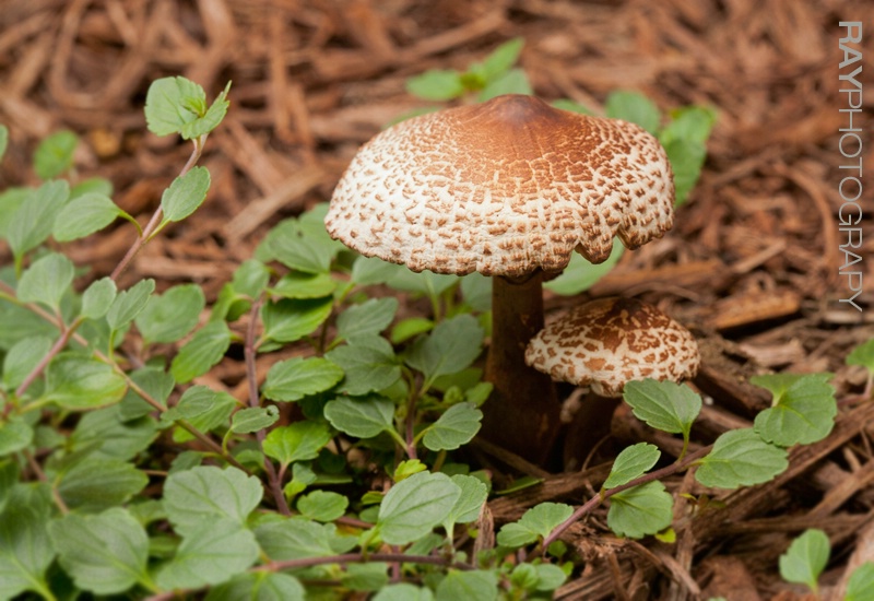 Landscape Mushrooms