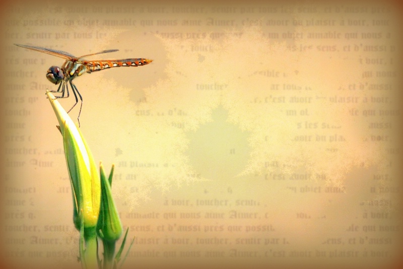 Dragonfly Scroll