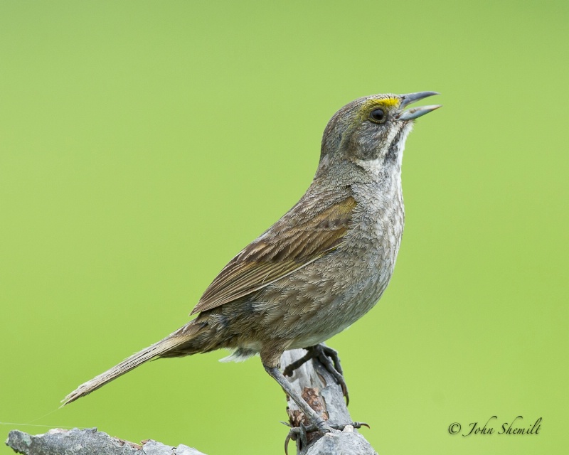 Seaside Sparrow - June 21st, 2011 - ID: 12135999 © John Shemilt