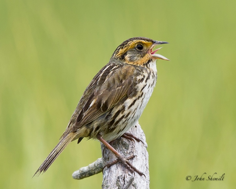 Saltmarsh Sparrow - June 21st, 2011 - ID: 12139968 © John Shemilt