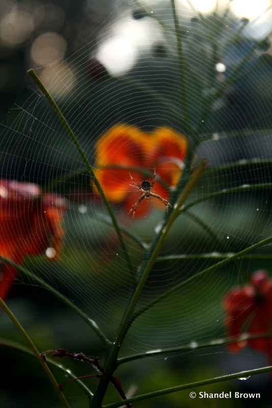 A tangled web
