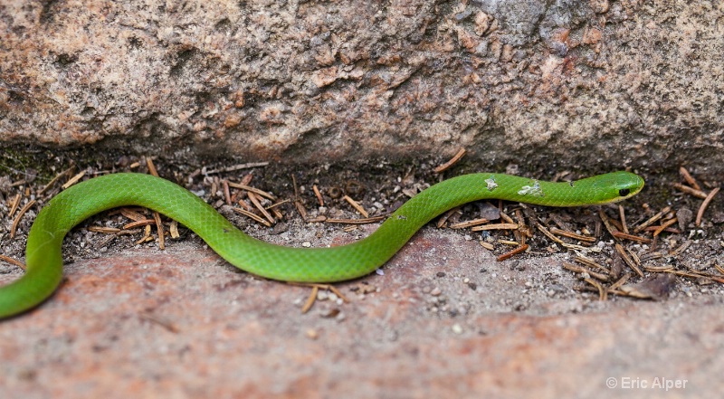 Smooth green snake
