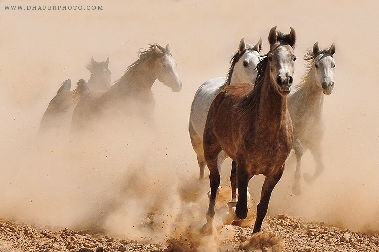 Arabian Horses  