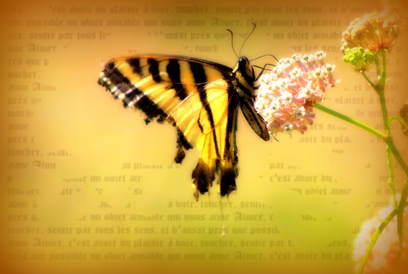 Butterfly Scroll
