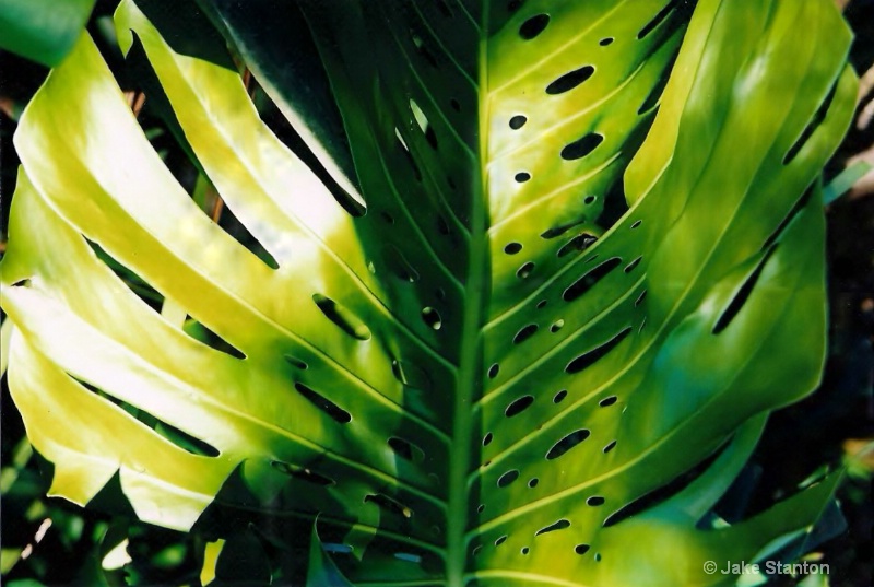Maui leaf