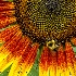 © Karol Grace PhotoID# 12142271: Sunflower Bee