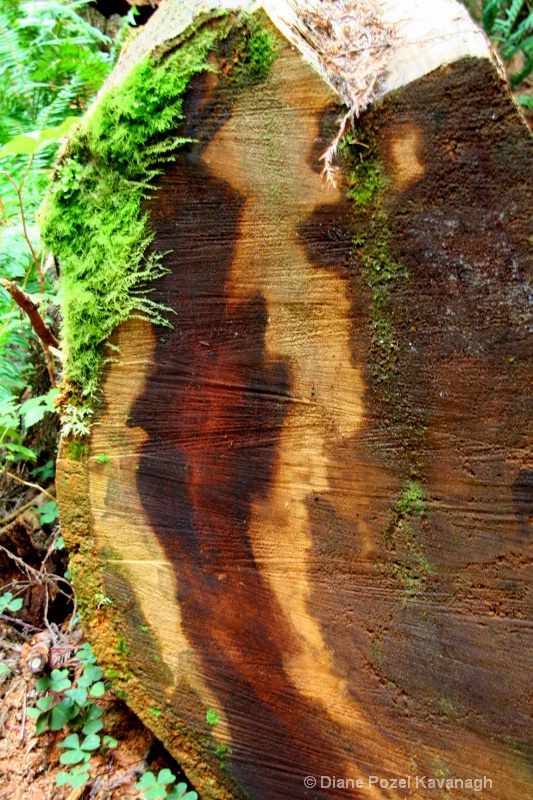 aging redwood...