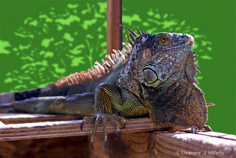 Iguana in a glass cage