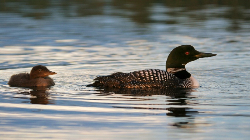 Loon with Chick at Sunset