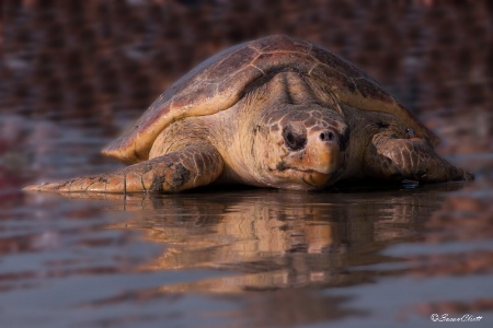 Beaufort the Sea Turtle 9659