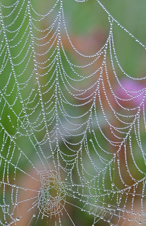 Spider web with morning dew - ID: 12147614 © Donald R. Curry