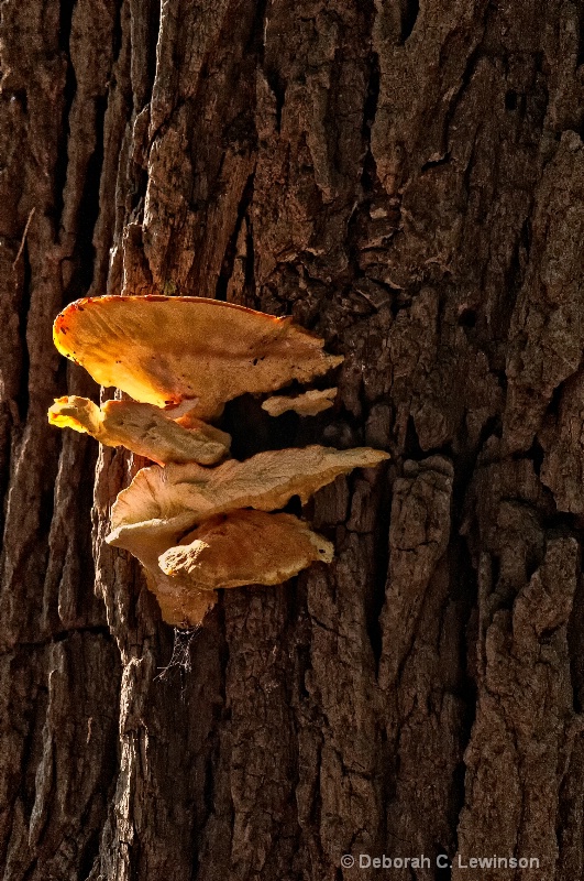 Tree Bark Fungi - ID: 12147829 © Deborah C. Lewinson