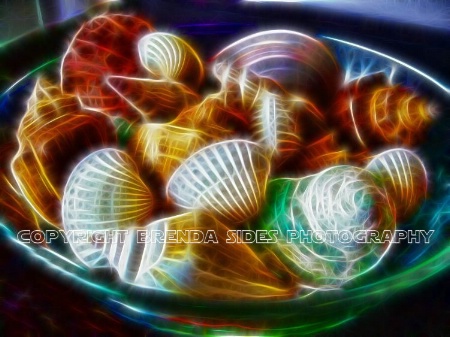~Bowl of Shells~