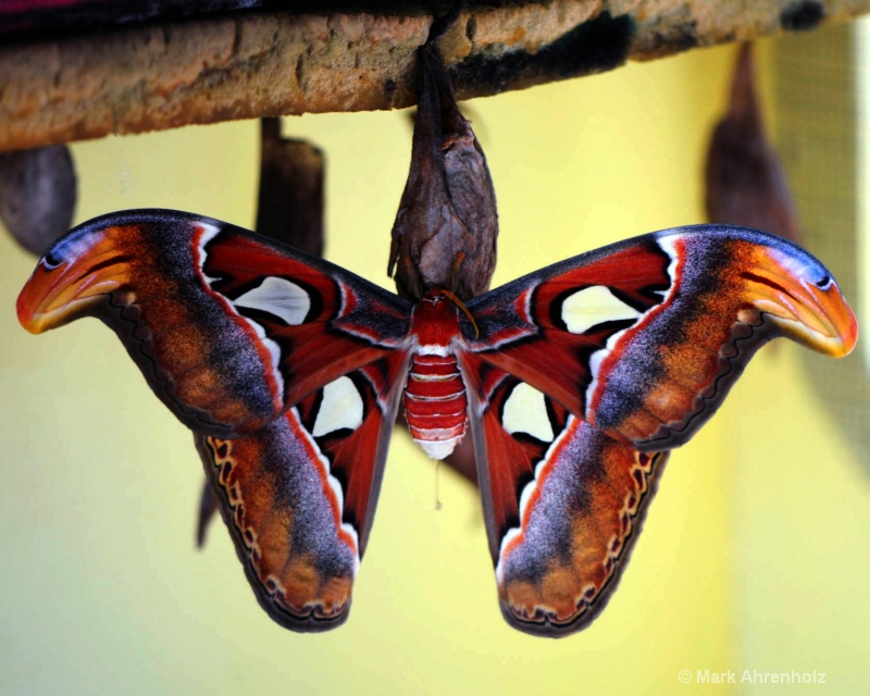 Hanging Moth