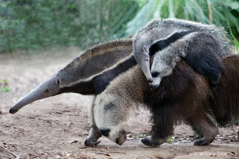 Giant Anteater-Mymecophaga tridactyla - ID: 12147920 © William Dow