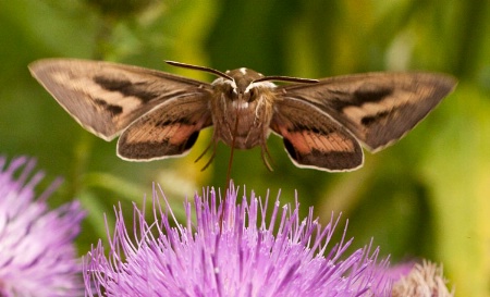 hummingbird moth on thistle