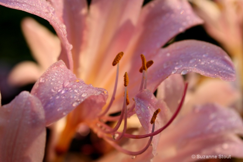 Pink Daylily Dewdrops