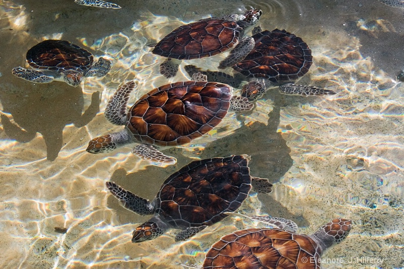 Young sea turtles