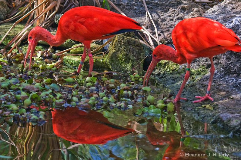 Red ibis reflected - ID: 12150118 © Eleanore J. Hilferty