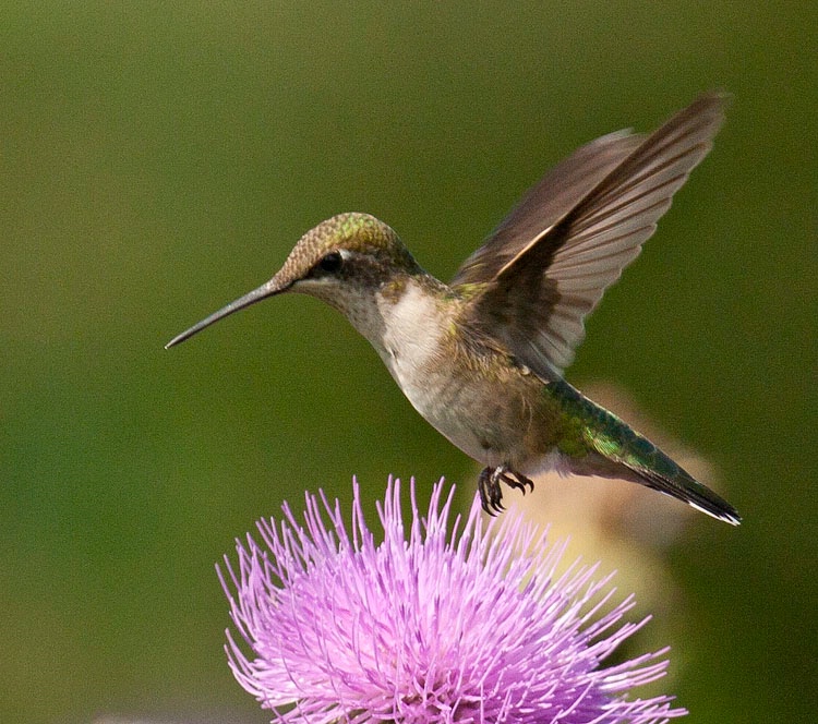 hummingbird over thistle