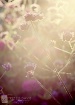 Summer Haze