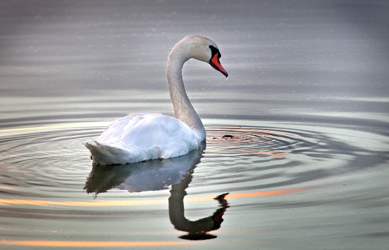 Swan - ID: 12152636 © Patricia A. Casey