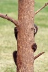 Peek-a-Boo