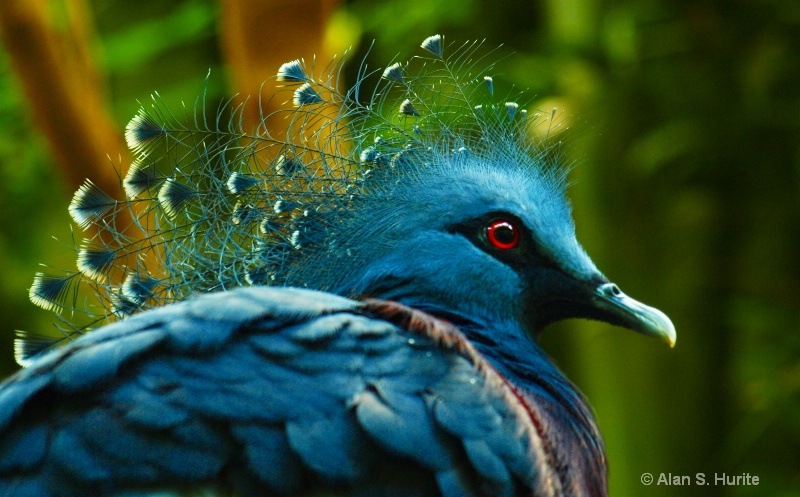 Victoria Crowned Pigeon