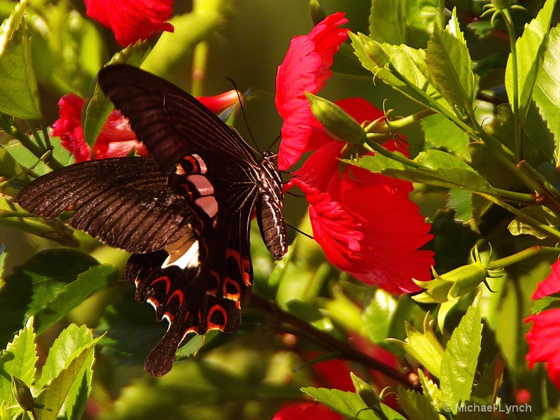 Papilio helenus a Red Helen Butterfly