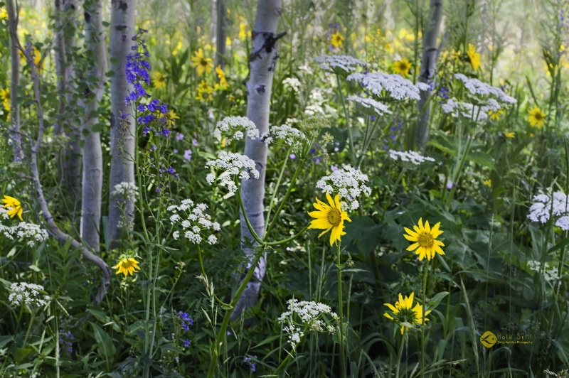 Wildflower Woods