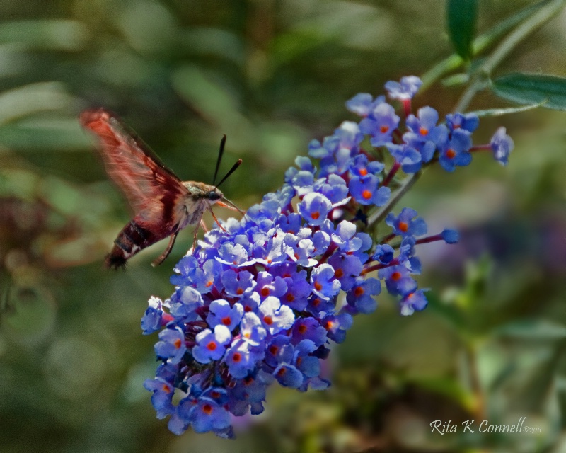 "Hummingbird Moth"