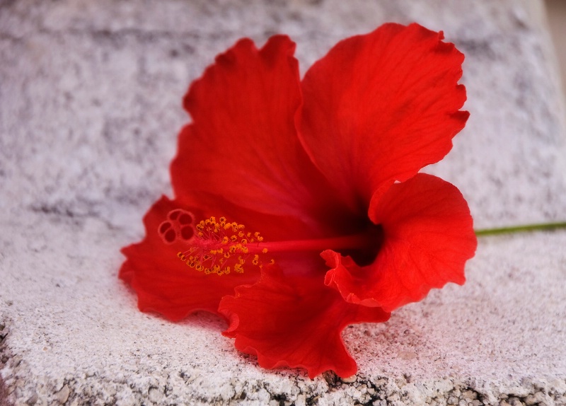 Red Hibiscus