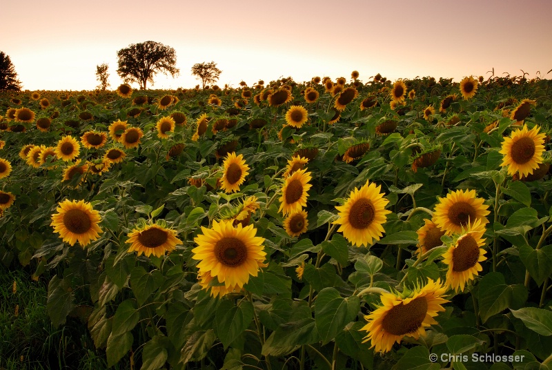 'Dusk Upon the Sunflower Field'