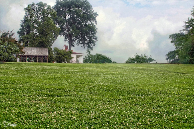 Mt. Vernon meadow