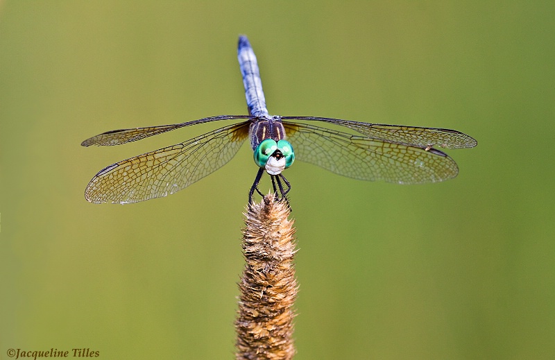 Blue Dasher Dragonfly - ID: 12159690 © Jacqueline A. Tilles